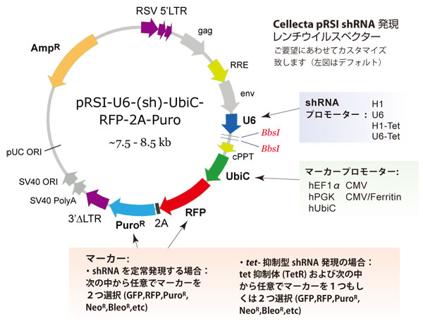 レンチウイルスshRNAライブラリー構築用ベクター　カスタマイズオプション略図
お客様の目的に応じてライブラリーベクターのカスタマイズが可能です。