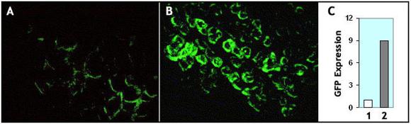 マウス筋組織におけるAAV感染効率の検証データ
A: 競合メーカーの AAV1-GFP（2×109 VG）
B: SignaGen社のAAV1-GFP（2×109 VG）
C: A, Bの蛍光強度の比較データ