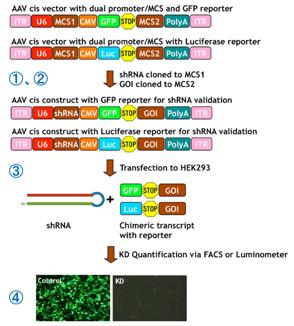 shRNAバリデーションサービスのフロー(AAV)
