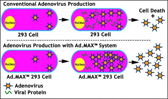 Ad.MAX™  システム組換えアデノウイルス 5 型（E1/E3 欠損）の特長