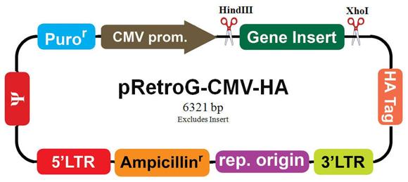 選択可能なレトロウイルスベクター
最大インサートサイズ：pRetroG-CMV-HA 　4.5 kb