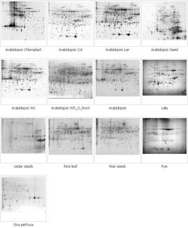 Genomine 社の二次元電気泳動サンプルイメージ ： Plant