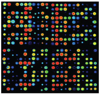 スキャンイメージデータ (4 of 32 grids of Kinex™ antibody microarray)
赤、オレンジ、黄色、緑、青の順にシグナル強度が減少している。