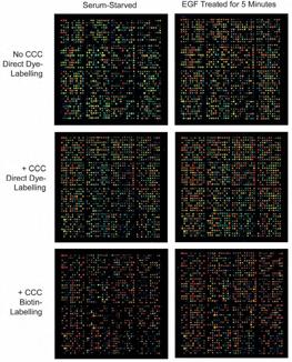 Scanned images of Kinex™ KAM-900P antibody microarrays