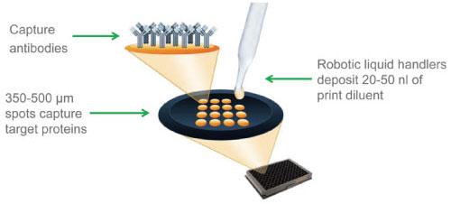 Q-Plex™ ELISA アレイシリーズはサンドイッチ ELISA ベースの化学発光アッセイキットであり、96 ウェルプレートの各ウェルで最大 20 種類のサイトカイン/ケモカインを同時に定量することが可能です。