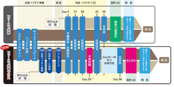 作業スケジュール
＊1: Day 35 の中間採血後、ELISA 測定を行い、結果をご連絡いたします。中間採血血清はご希望により発送が可能です。