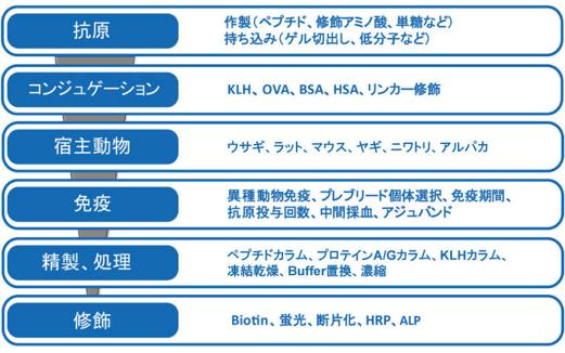 カスタマイズ抗体　作業フロー