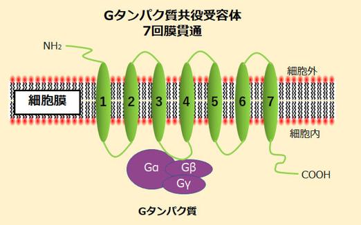 Gタンパク質共役型受容体(G protein coupled receptor: GPCR)とは
GPCRは、7回膜貫通型タンパク質であり、またヘテロ三量体グアノシン三リン酸（GTP）結合タンパク質（Gタンパク質）を活性化させることができる タンパク質のファミリーです。