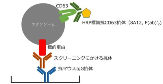 エクソソーム表面標的タンパク質に対するモノクローナル抗体作製