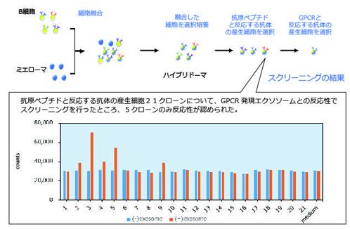 抗体産生細胞のスクリーニング例