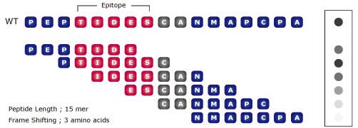 Epitope Mapping (Peptide Scan) - CPAP1