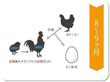 ノックインニワトリの作製方法
2. 組換え雄鶏（G0世代）を用いて、交配