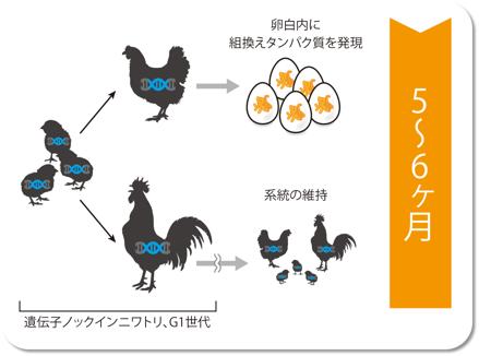 ノックインニワトリの作製方法
3. 遺伝子ノックインニワトリ（G1世代）→ 卵白内に組換えタンパク質を発現