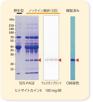 実施例