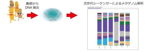 糞便からのゲノムDNA抽出から菌叢解析