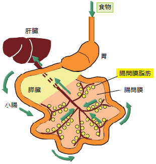 腸間膜内臓脂肪細胞とは?