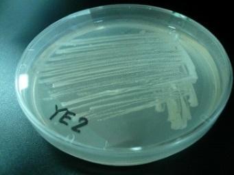 出芽酵母
(Saccharomyces cerevisiae)