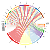 右）CircosプロットによるVJ遺伝子の関連を視覚化
VJ領域の組み合わせとその存在頻度を示しており、より太いリンクは存在頻度の高さを示す。