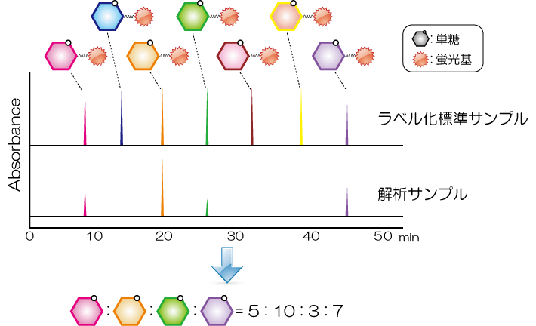 単糖を蛍光基でラベル化し、標準品と比較することでサンプル中の各糖の組成、定量を可能とします。