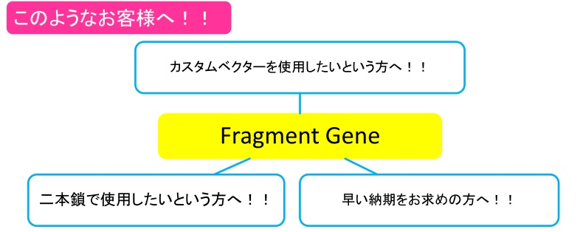 核酸・遺伝子合成 Azenta AzentaのFragment Gene