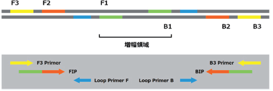 LAMP法は、標的遺伝子に対する4種類のプライマーと鎖置換型DNA合成酵素を用いて、一定温度 (65°C付近)で反応させる遺伝子増幅法であり、高い増幅効率と特異性を特長とします