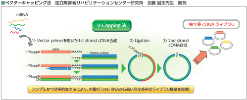 作製原理　ベクターキャッピング法