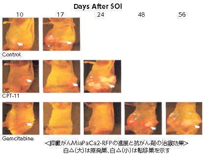 試験結果の例
がん細胞の増殖・退縮のリアルタイムでの観察・抗がん剤の治療効果の全身イメージング
(Katz et al. Journal of SurgicalResearch 113, 151-160(2003).)