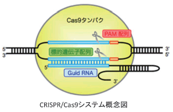 CRISPR/Cas9システム概念図