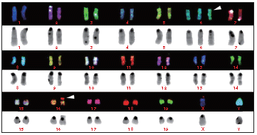■マウス培養細胞でのマルチカラーFISH解析
マルチカラー解析の結果、このマウス由来細胞は第6染色体のトリソミーおよび第16染色体の転座が確認されました。