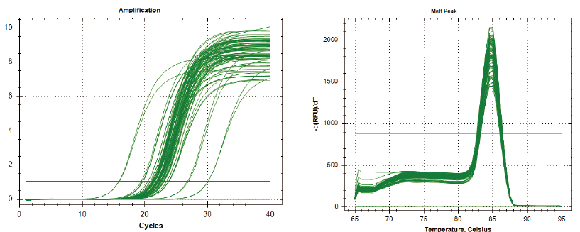 実施例
リアルタイム定量PCR（qPCR）解析時に確認される増幅曲線（左）と増幅の特異性を評価するメルトカーブ（中）。プライマーダイマーなどの非特異産物と区別して解析することができる。