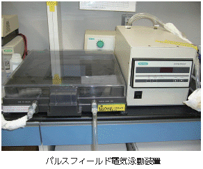 電気泳動 特殊免疫研究所 パルスフィールド電気泳動