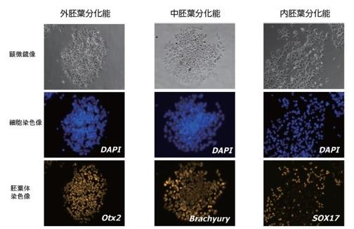 実施例:ヒトPBMC由来の細胞を初期化し各胚葉体に分化させ各胚葉体マーカーにて検出した。