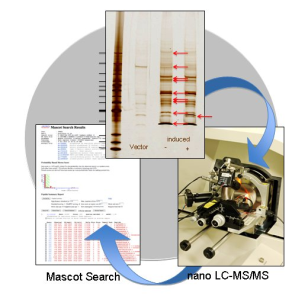 LC-MS/その他 日本プロテオミクス nanoLC-MS/MS タンパク質同定サービス