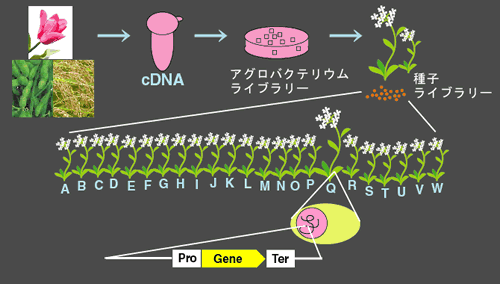  インプランタイノベーションズ FOX Hunting System 受託サービス