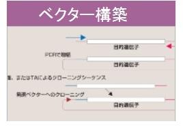  インプランタイノベーションズ 遺伝子解析・分子生物学実験サービス