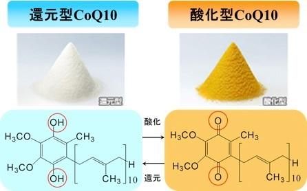  カネカテクノリサーチ 還元型・酸化型CoQ10の分別定量分析受託サービス