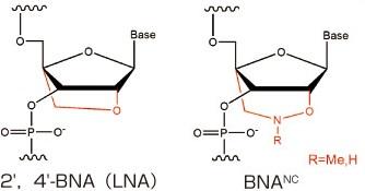  ジーンデザイン LNA（2', 4'-BNA）合成受託サービス