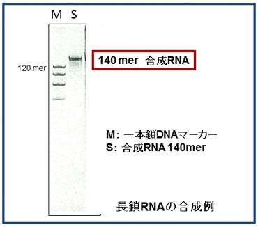  ジーンデザイン RNA合成受託サービス