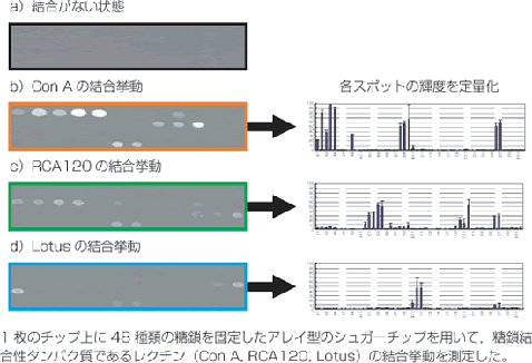  シノテストサイエンス・ラボ シュガーチップを用いた SPR 解析受託サービス