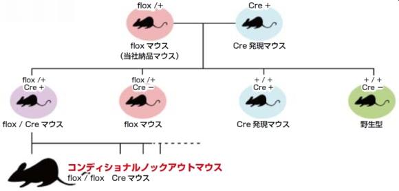  トランスジェニック コンディショナルノックアウトマウス作製受託サービス