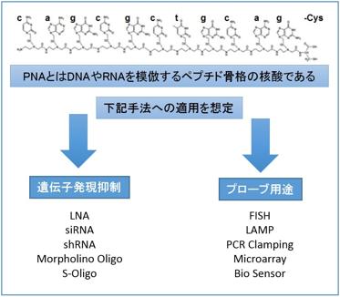  ハイペップ研究所 ペプチド核酸（PNA）設計合成サービス