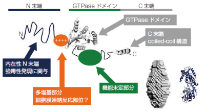  ブラディオン医科学研究所 ヒトセプチン4 GTPaseおよび生理活性物質の測定受託サービス