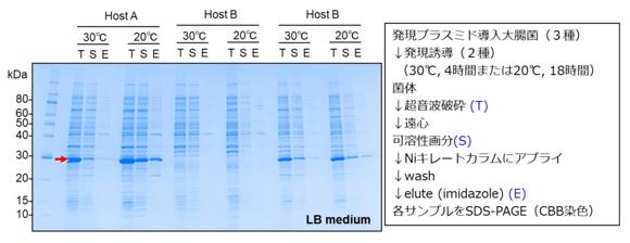  プロテイン・エクスプレス 組換えタンパク質の受託発現・精製サービス