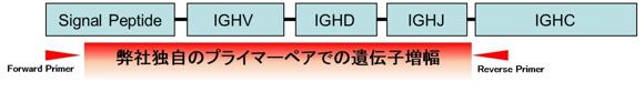  ペルセウスプロテオミクス マウス ハイブリドーマから抗体可変領域のアミノ酸配列の解読受託サービス