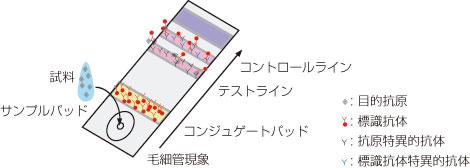  ホクドー イムノクロマトグラフィー作製受託サービス