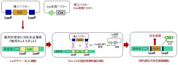  鎌倉テクノサイエンス 転写ホットスポットへの遺伝子導入による安定発現細胞株の作製サービス