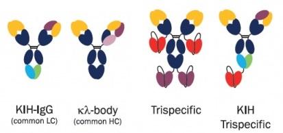  Absolute Antibody Ltd Bispecific / Trispecific Antibody作製受託サービス