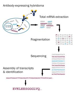  Absolute Antibody Ltd 組換え抗体(リコンビナント抗体)関連受託サービス