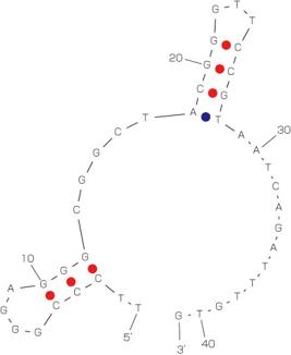  Aptagen, LLC アプタマー合成受託サービス