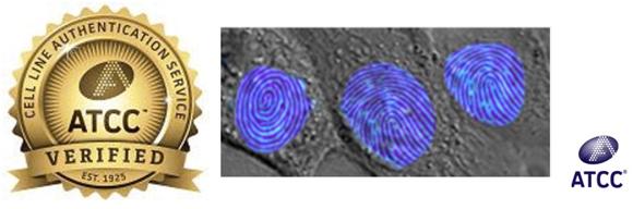  ATCC ATCC® Human STR Profiling Cell Authentication Service（ヒトSTRプロファイリング細胞認証サービス）